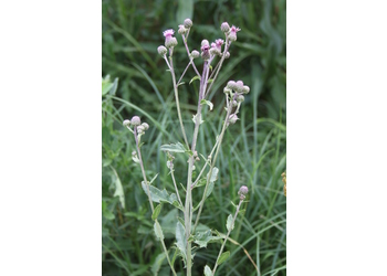Acker-Kratzdistel (Cirsium arvense) - © Philipp Sengl